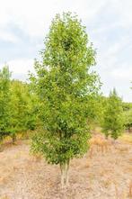 Pyrus calleryana Chanticleer meerstammig 200-250