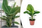 Bananenplant Musa Tropicana (hoogte: 50 - 60 cm), Tuin en Terras, Planten | Tuinplanten