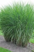 Prachtriet Miscanthus sinensis Gracillimus 5-10 Pot P9