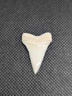 Witte haai Tand - carcharodon carcharias - 31.5 mm - 22.5 mm