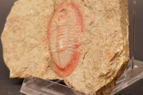 Trilobiet - Gefossiliseerd dier - Kierarges morrisoni - 2 cm, Verzamelen, Mineralen en Fossielen
