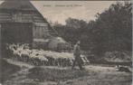 ERMELO - Schapen op de Veluwe, Verzenden, Gelopen