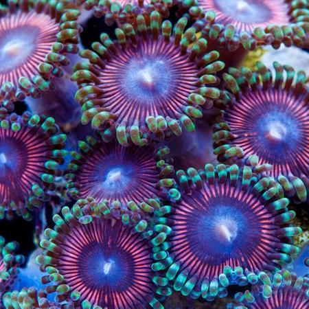 Zoanthus Cotton Candy M (6-10 poliepen), Dieren en Toebehoren, Vissen | Aquaria en Toebehoren, Ophalen of Verzenden