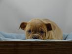 Old English Bulldog pups! t Gezonde type. Mogen direct mee, Parvo, Nederland, 8 tot 15 weken, Bulldog