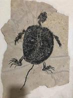 Verbazingwekkend schildpadfossiel-grote, Verzamelen, Mineralen en Fossielen