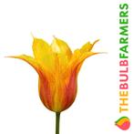 The Bulb Farmers - 80 x Tulp Vendee Globe - geel met rood, Verzenden, Najaar, Volle zon, Bloembol