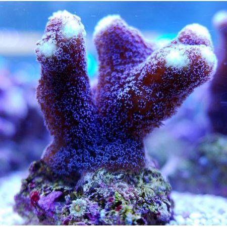 Stylophora Paars L (Ong. 9-10 cm), Dieren en Toebehoren, Vissen | Aquaria en Toebehoren, Ophalen of Verzenden