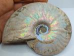 Topkleuren - iriserende ammoniet - Cleoniceras Besairei