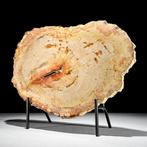 Prachtig stuk versteend hout op een op maat gemaakte