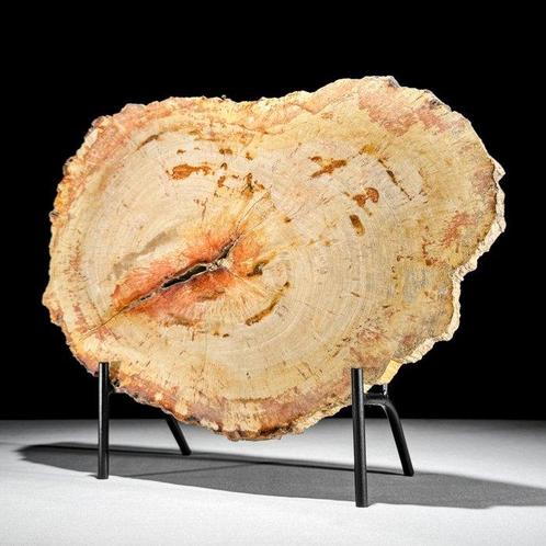Prachtig stuk versteend hout op een op maat gemaakte, Antiek en Kunst, Kunst | Designobjecten