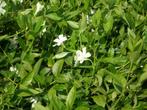 Vinca minor 'Alba' , witte maagdenpalm, P9 €1,00 p/st, Tuin en Terras, Planten | Tuinplanten, Vaste plant, Ophalen of Verzenden