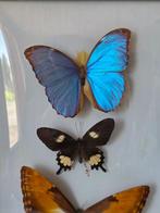 Vlinder Taxidermie volledige montage - Phoebis sennae - 53