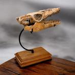 Mosasaurus - Fossiele schedel - 43 cm - 15 cm (Zonder