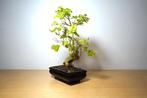 Liguster bonsai (Ligustrum) - Hoogte (boom): 32 cm - Diepte