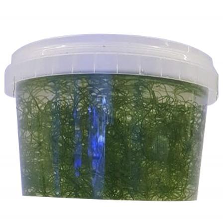 Cheato Wier portie, Dieren en Toebehoren, Vissen | Aquaria en Toebehoren, Ophalen of Verzenden