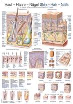 Anatomie poster huid, haar en nagels (Duits/Engels/Latijn..., Verzenden, Nieuw