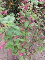 Ribes sanguineum King Edward VII aalbes, Ophalen