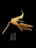 Mosasaurus - Gereconstrueerd skelet - Halisaurus - 80 cm -, Verzamelen, Mineralen en Fossielen