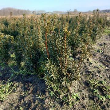 taxus media hicksii (Haagplanten) beschikbaar voor biedingen