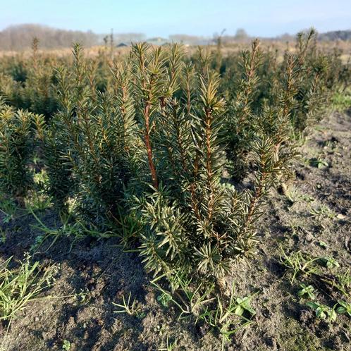 taxus media hicksii (Haagplanten), Tuin en Terras, Planten | Struiken en Hagen, Taxus, Haag, Ophalen of Verzenden