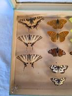Vlinder Taxidermie volledige montage - Papilio Memnon - 39