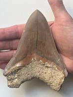 Enorme Megalodon tand 13,0 cm - Fossiele tand - Carcharocles