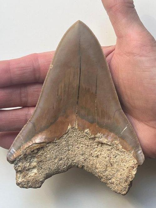 Enorme Megalodon tand 13,0 cm - Fossiele tand - Carcharocles, Verzamelen, Mineralen en Fossielen