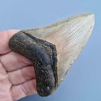 Megalodon Shark - Fossiele tand - megaselachus megalodon -