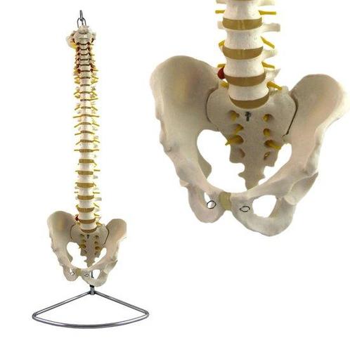 Anatomie model wervelkolom, flexibel, 83 cm, Sport en Fitness, Overige Sport en Fitness, Verzenden