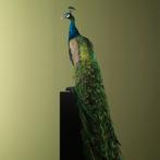 Blauwe Pauw Taxidermie Opgezette Dieren By Max, Verzamelen, Dierenverzamelingen, Ophalen of Verzenden, Nieuw, Vogel, Opgezet dier