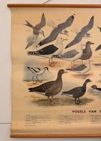 H. J. Slijper - C. de Boer Junior, A. Stichter - Vogels van