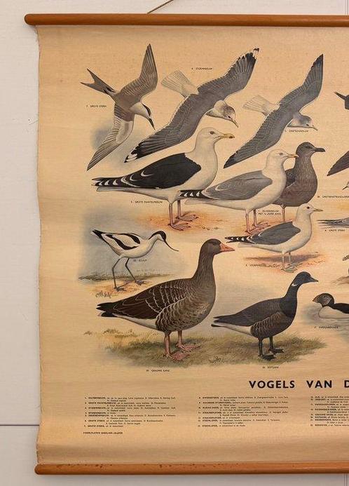 H. J. Slijper - C. de Boer Junior, A. Stichter - Vogels van, Antiek en Kunst, Kunst | Tekeningen en Foto's