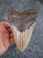 Megalodon - Fossiele tand - *beautiful specimen* - 11.2 cm -, Verzamelen