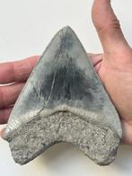 Grote Megalodon-tand 12,8 cm - Fossiele tand - Carcharocles