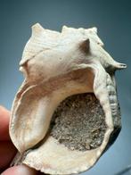 Prachtige stekelige fossiele schelp - Gefossiliseerde schelp