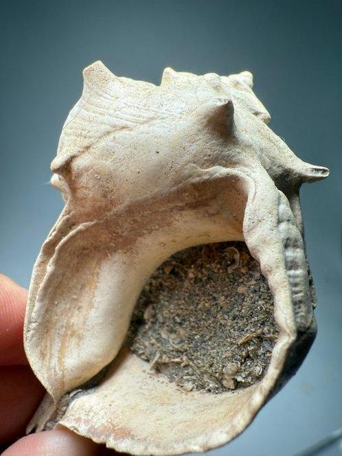 Prachtige stekelige fossiele schelp - Gefossiliseerde schelp, Verzamelen, Mineralen en Fossielen