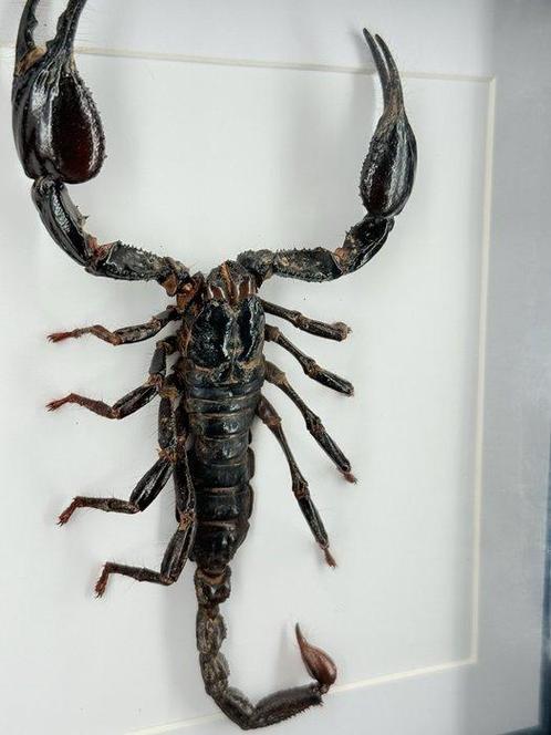 Opgezette Schorpioen in lijst Taxidermie volledige montage -, Verzamelen, Dierenverzamelingen