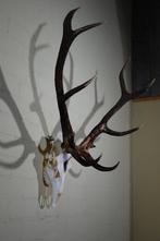 Large Red Stag Trophy Schedel - Cervus elaphus - 55 cm - 100, Nieuw