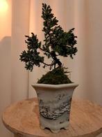 Jeneverbes bonsai (Juniperus) - Hoogte (boom): 18 cm -