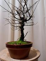 Japanese iep bonsai (Zelkova) - Hoogte (boom): 25 cm -