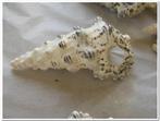 Cerithium Nodulosum schelpen 1 kilo, Hobby en Vrije tijd, Knutselen, Ophalen of Verzenden, Nieuw