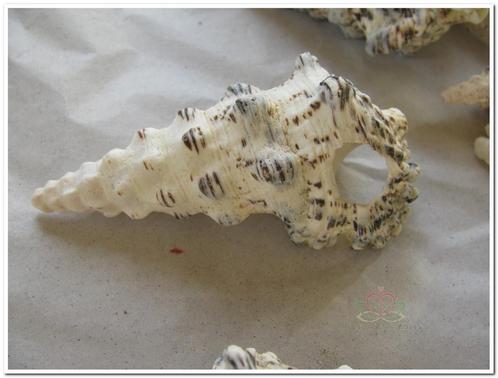 Cerithium Nodulosum schelpen 1 kilo, Hobby en Vrije tijd, Knutselen, Nieuw, Ophalen of Verzenden
