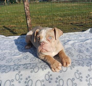 Old English Bulldog pups! t Gezonde type. Mogen direct mee! beschikbaar voor biedingen