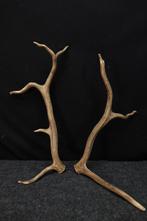 abnormal deer stag antlers Schedel - Cervus elaphus - 0 cm -, Nieuw