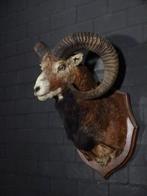 NO RP  Large Mouflon head-mount Taxidermie wandmontage -, Nieuw
