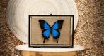 Vlinder Taxidermie volledige montage - Papilio ulysses - 13, Nieuw