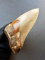 Megalodon - Fossiele tand - 141 mm - 101 mm, Verzamelen