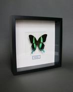 Vlinder Taxidermie volledige montage - Papilio blumei - 25, Antiek en Kunst, Curiosa en Brocante