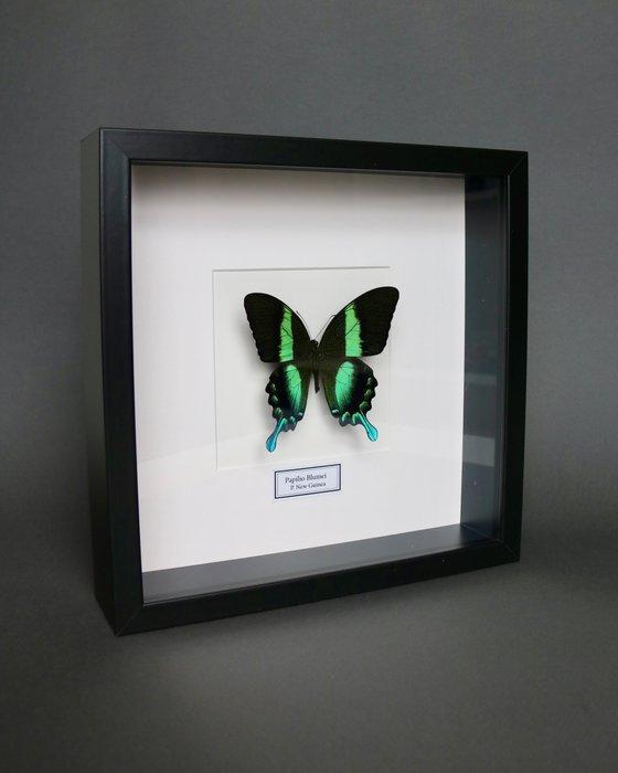 Vlinder Taxidermie volledige montage - Papilio blumei - 25, Antiek en Kunst, Curiosa en Brocante