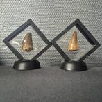 Mosasaurus - Fossiele tand - Unieke mosasaurus tanden Groot